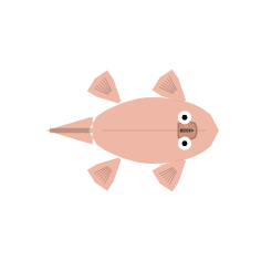 Appendage Surface: All Fins