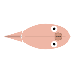 Eyes: Large