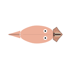 Mouth Width + Jaw Length: Wide + Mid