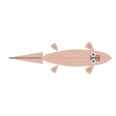 Elder stage of the same semi-streamlined fin-and-tail swimmer