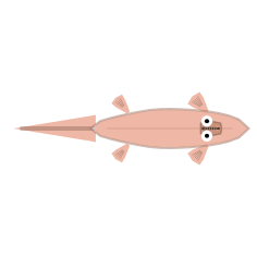 Mature Adult stage of the same semi-streamlined fin-and-tail swimmer