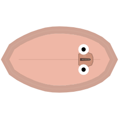 Shell Width + Strength: Wide + Weak