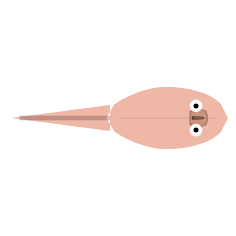 Tail Length: Long